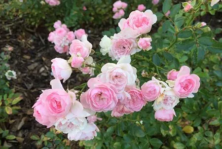 户外花箱:月季花