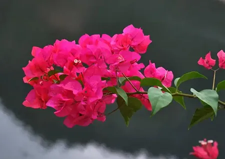 户外花箱:三角梅