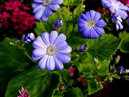 花箱厂家:瓜叶菊